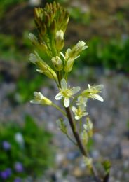 Arabis glabra